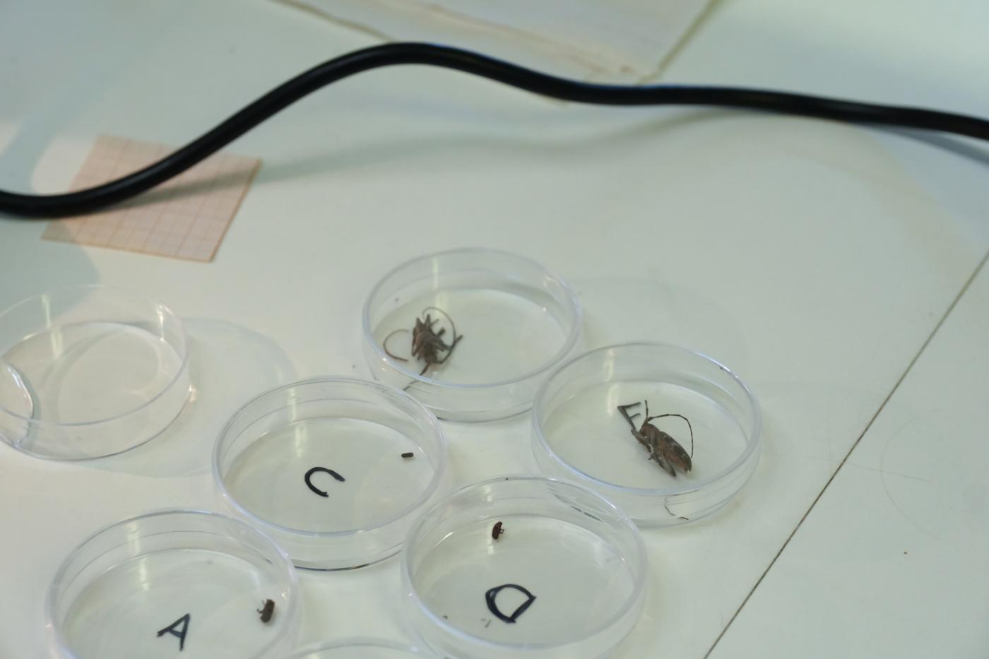 Olimpíadas Biologia2.jpg